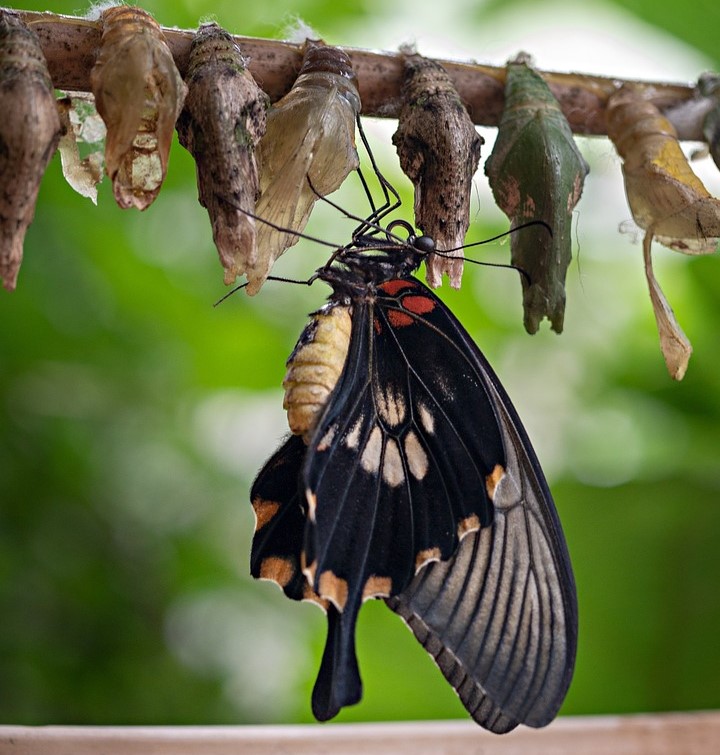 Photo of a butterfly hatching from a chrysalis.