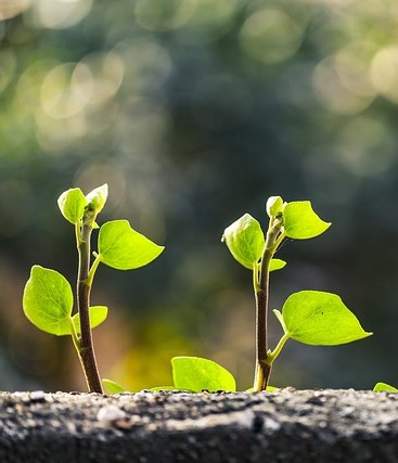 Photo of twigs sprouting from a trunk.